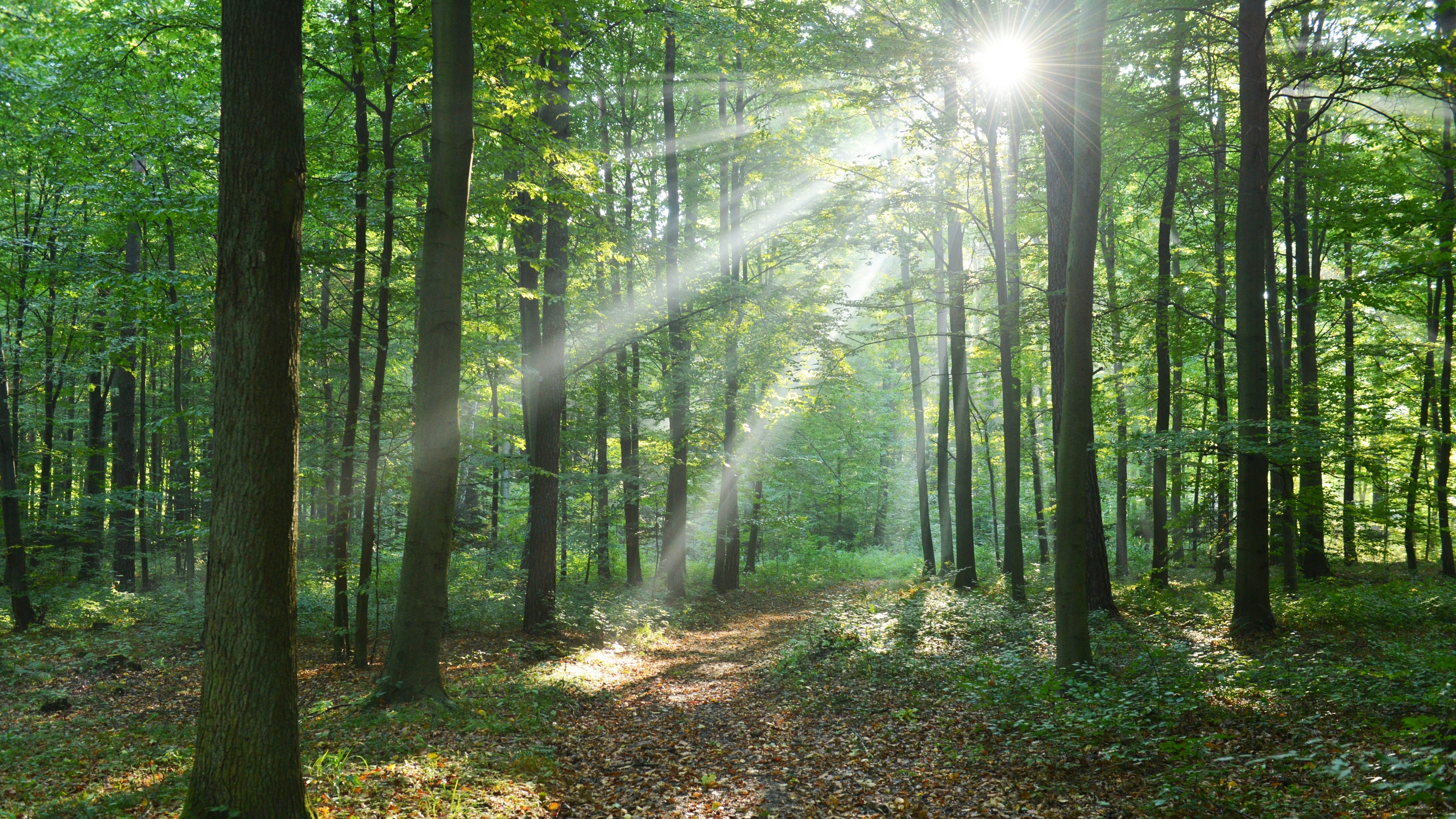 Waldbestattung · Beisetzung an den Wurzeln eines Baumes